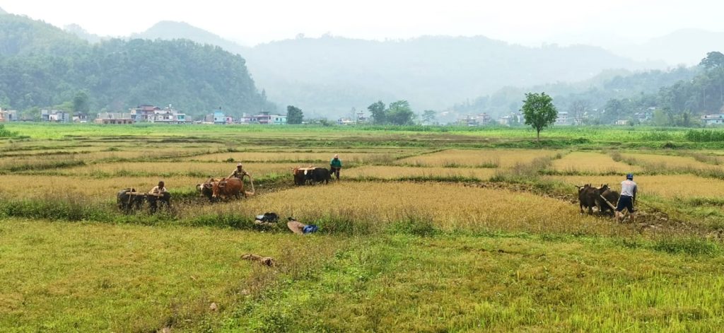 fields farmers working 01